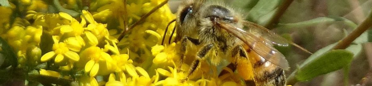 Eastern Piedmont Beekeepers Association