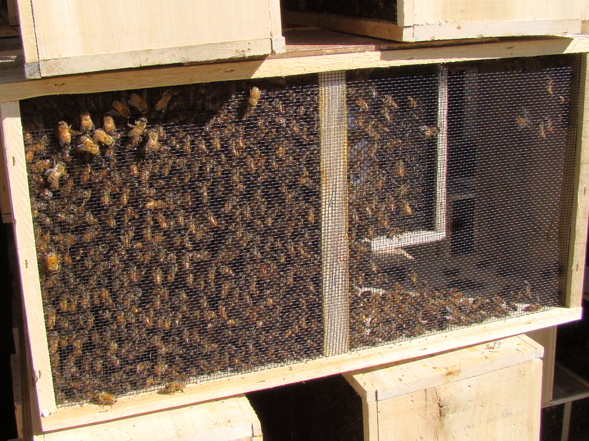 Installing A Package of Honey Bees – Eastern Piedmont Beekeepers Association How To Get Bees Out Of Garage